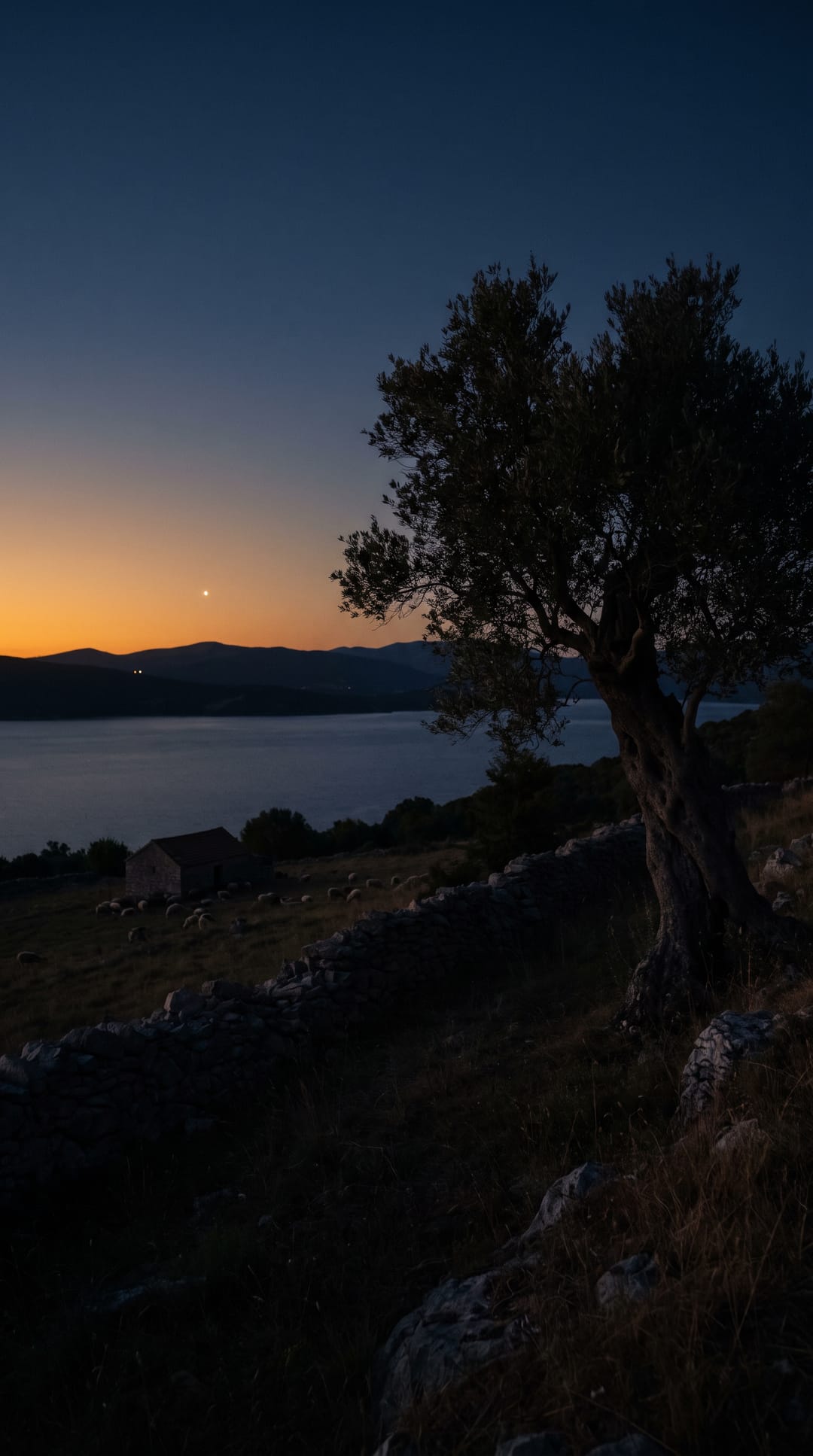 Una estrella brillante sobre las colinas y el lago al anochecer, un olivo viejo oscuro contra el cielo.